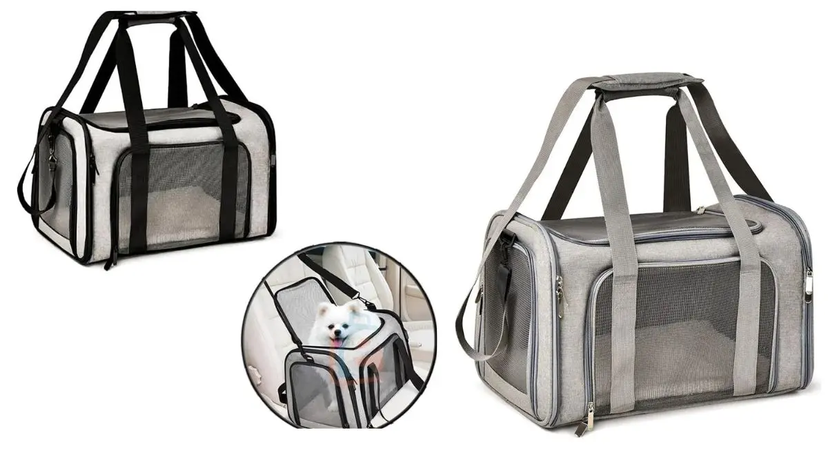 transportes para pets