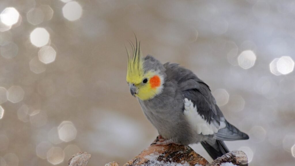 Doenças Comuns em Calopsitas e Tratamentos
