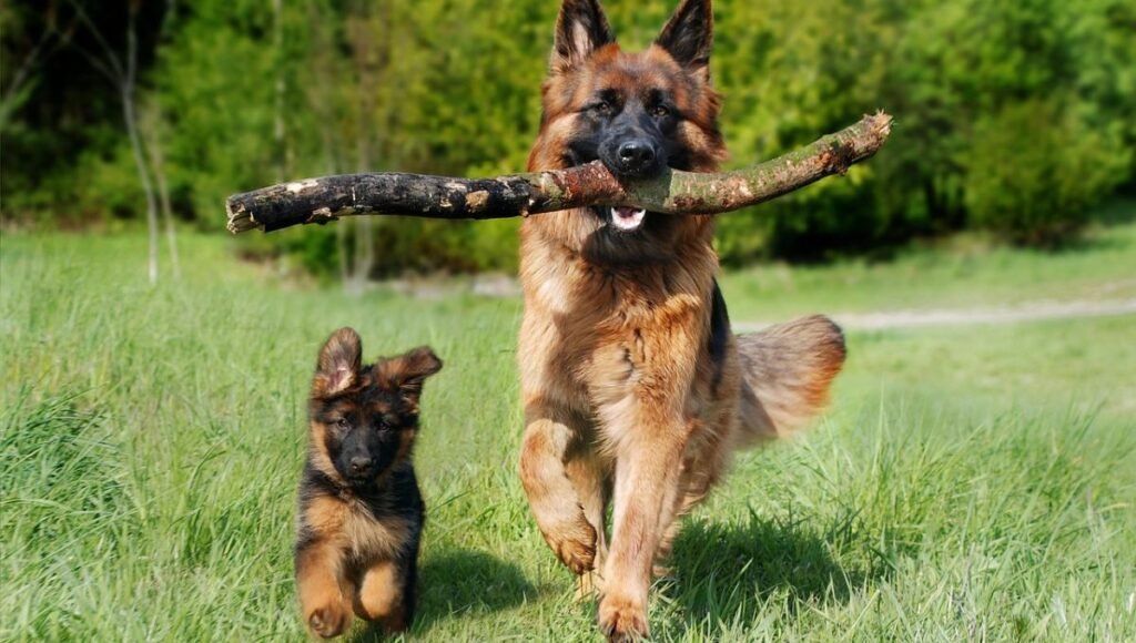 Raças de Cães para crianças