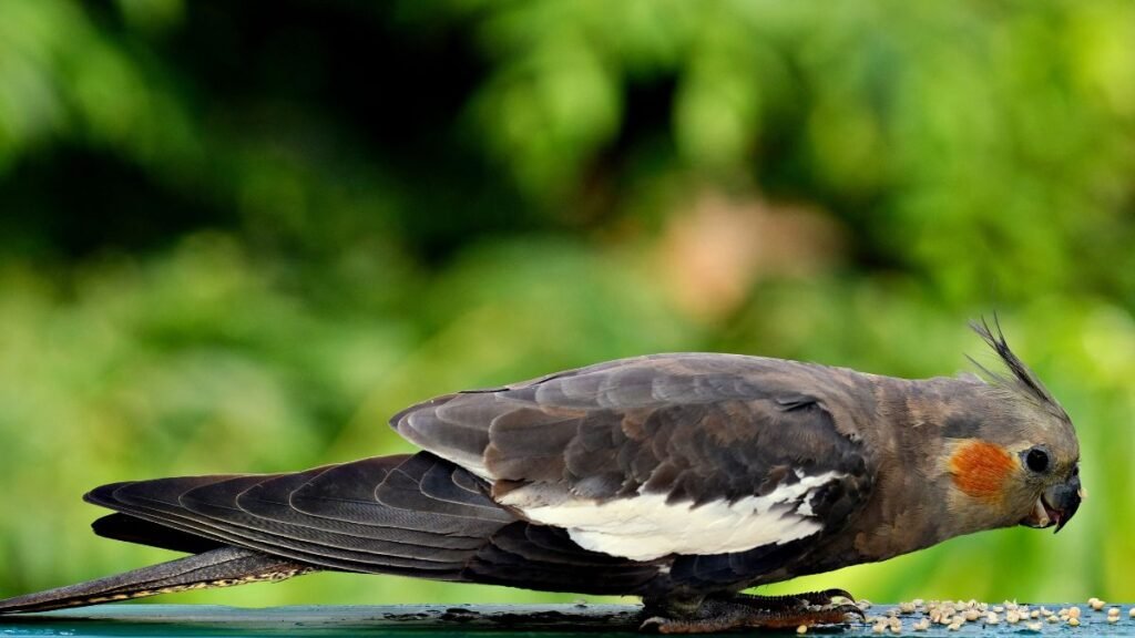 alimentação para calopsita