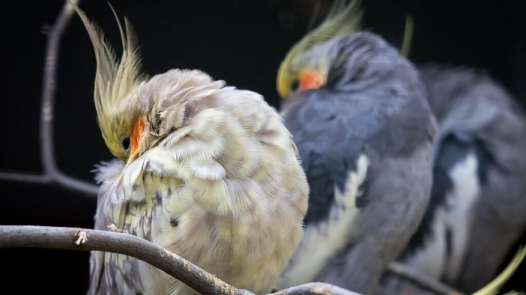 Como Cuidar de uma Calopsita Filhote Recém Nascida
