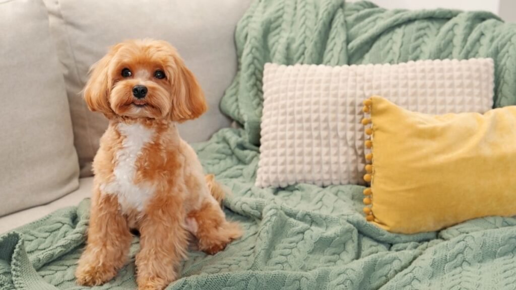 filhote ficar sozinho em casa