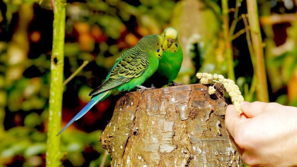treinamento e adestramento de periquitos
