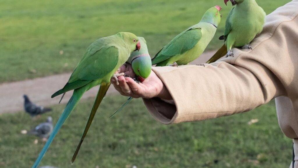 treinamento e adestramento de periquitos