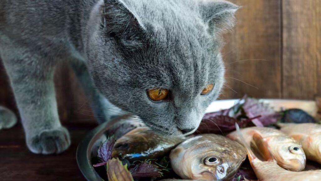 Gato pode comer peixe?