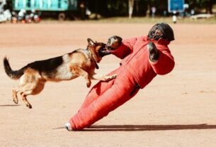 Adestramento de cães