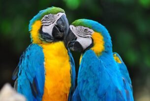 aves domésticas cuidados