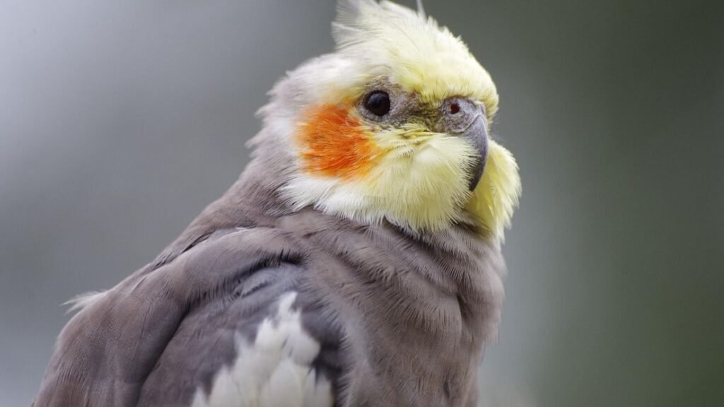 Como Cuidar de uma Calopsita Filhote Recém-Nascida