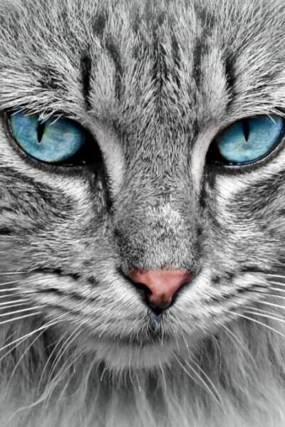 comportamento felino