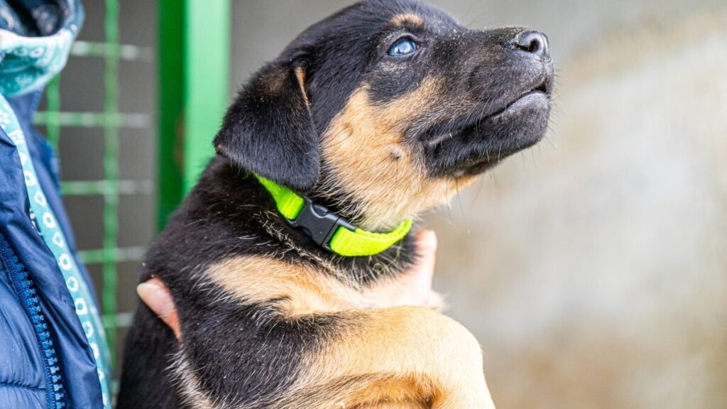 adestramento e educação canina