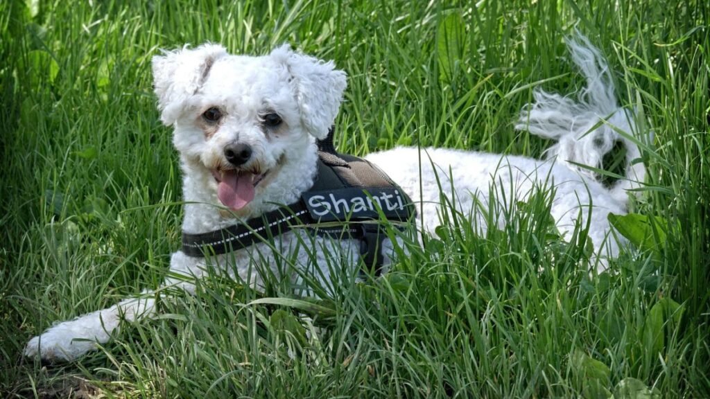 cães que não soltam pelo