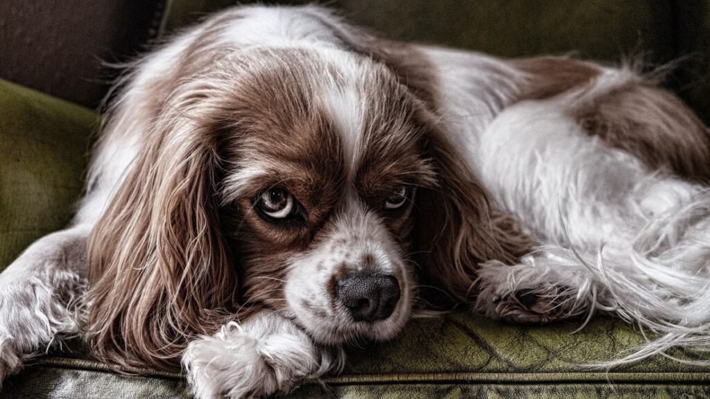 Raças de Cães para crianças