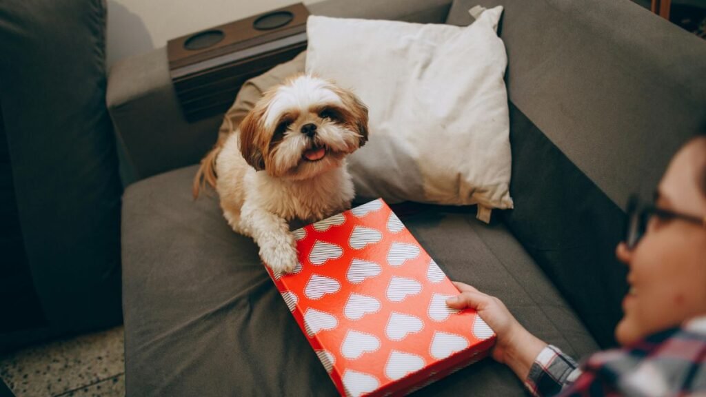 cães de pequeno porte