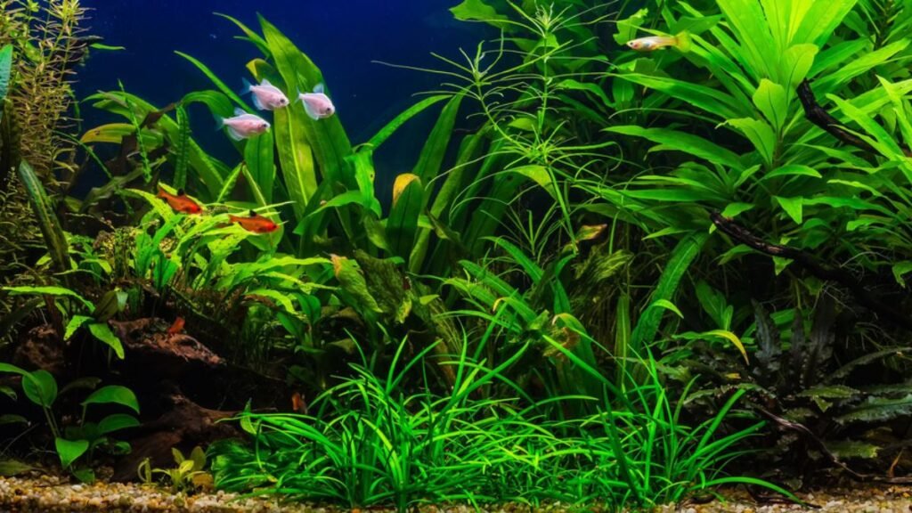 Plantas para aquario