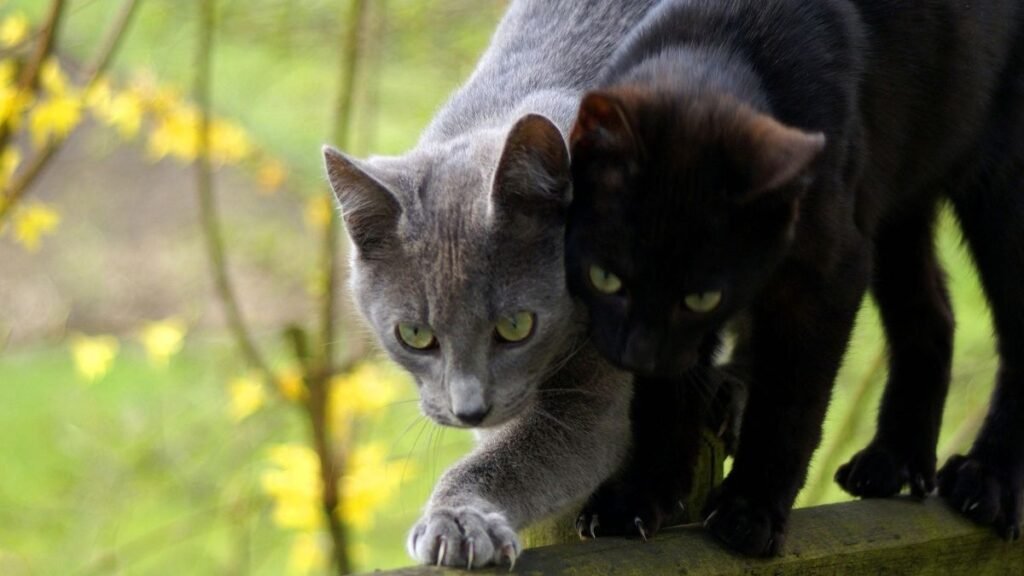 castração de gatos