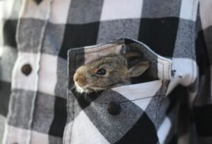 Como cuidar de um coelho anão em casa..