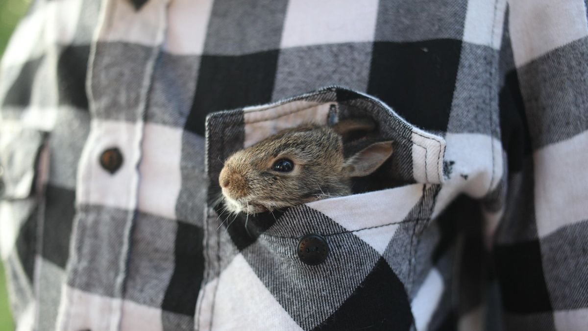 Como cuidar de um coelho anão em casa..