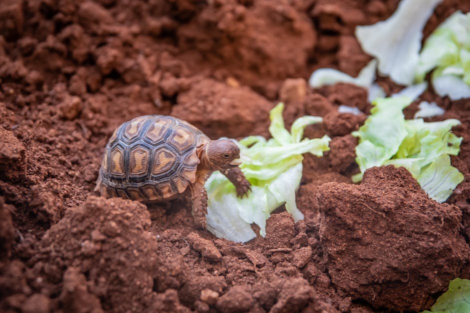 A small tortoise feeding on lettuce amidst rich brown soil, highlighting nature's simplicity.