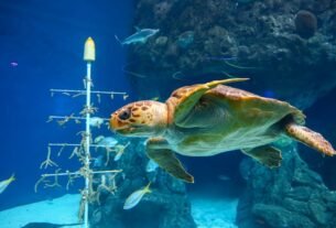 A captivating underwater scene featuring a majestic sea turtle swimming gracefully among other marine life.