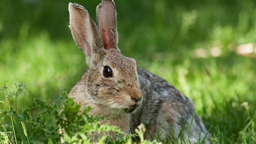Doenças comuns em coelhos domésticos
