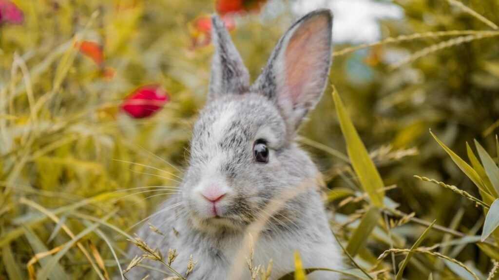 alimentação de coelhos