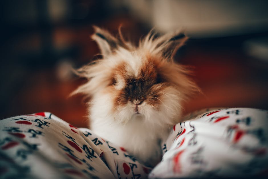 Adorable Lionhead rabbit with fluffy fur indoors, embodying a cute and cozy atmosphere.