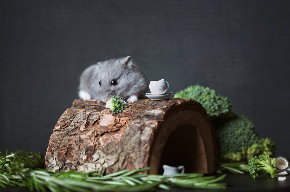 Adorable Campbell's dwarf hamster with broccoli on a wooden hideout. Perfect cute animal shot.