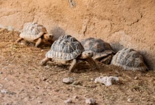 Four Indian star tortoises resting near a rough wall, showcasing unique shell patterns.