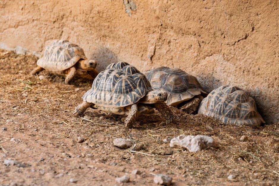 Four Indian star tortoises resting near a rough wall, showcasing unique shell patterns.