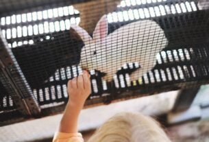 A young child feeds a white rabbit through a cage, highlighting animal care and childhood interactions.