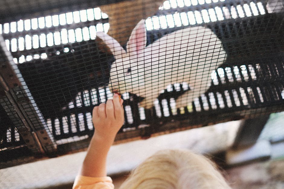 A young child feeds a white rabbit through a cage, highlighting animal care and childhood interactions.