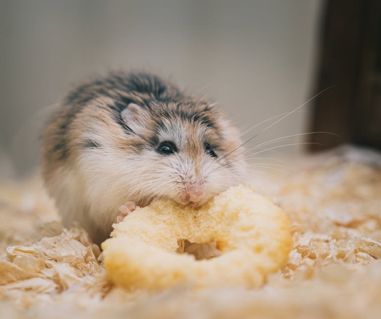 Close-up of a cute hamster nibbling on a circular snack in a cozy setting.