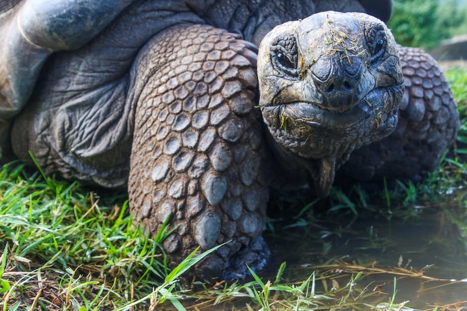 Detailed portrait of a Galapagos tortoise in its natural environment, showcasing its textured skin.