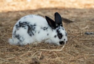 A cute spotted rabbit resting outdoors on a bed of straw, enjoying nature.
