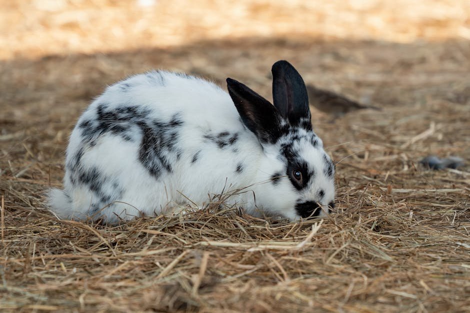 A cute spotted rabbit resting outdoors on a bed of straw, enjoying nature.