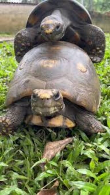 Hibernação de jabuti: descubra os segredos dessa fase!