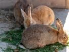 Three rabbits with brown fur eating fresh grass in a sunny outdoor enclosure.
