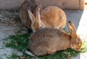 Three rabbits with brown fur eating fresh grass in a sunny outdoor enclosure.